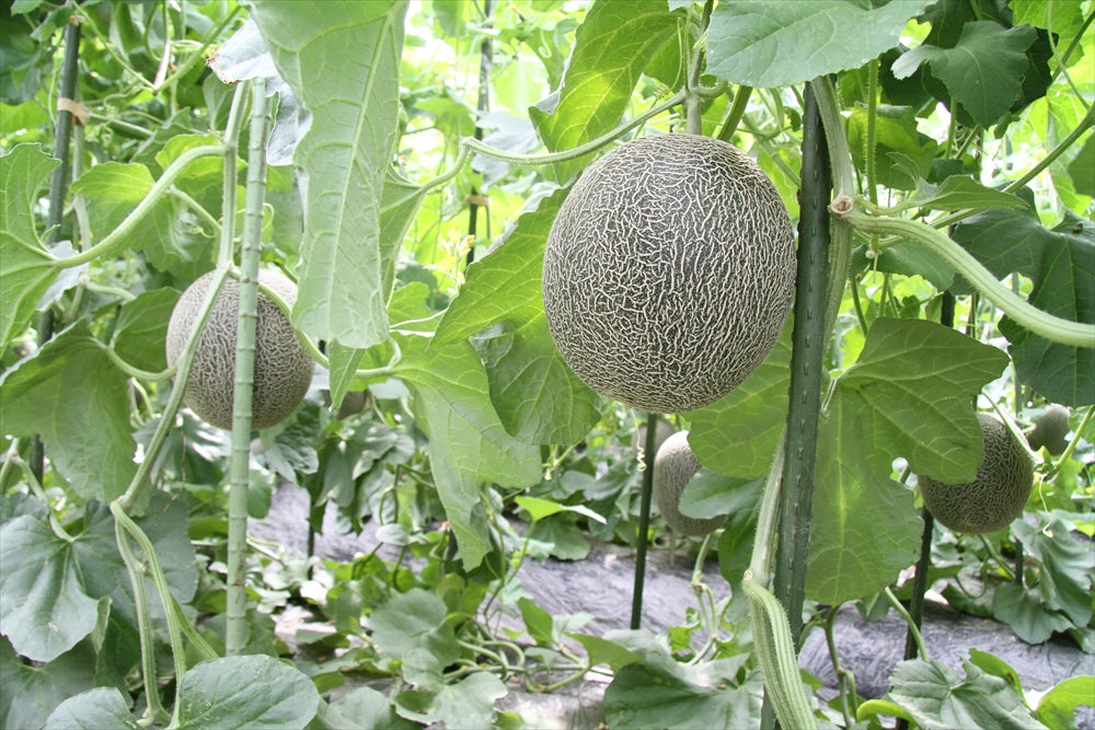 【予約期間5/1~5/31、配送料込み】父の日 肥後グリーンメロン 【約1.8kg】