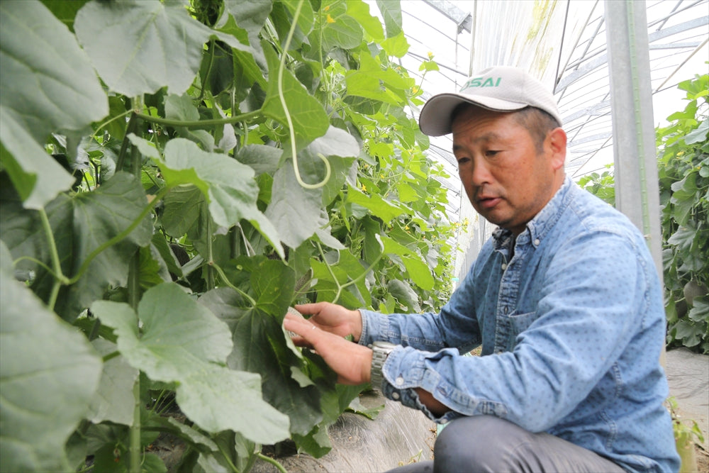 【予約期間5/1~5/31、配送料込み】父の日 肥後グリーンメロン 【約1.8kg】