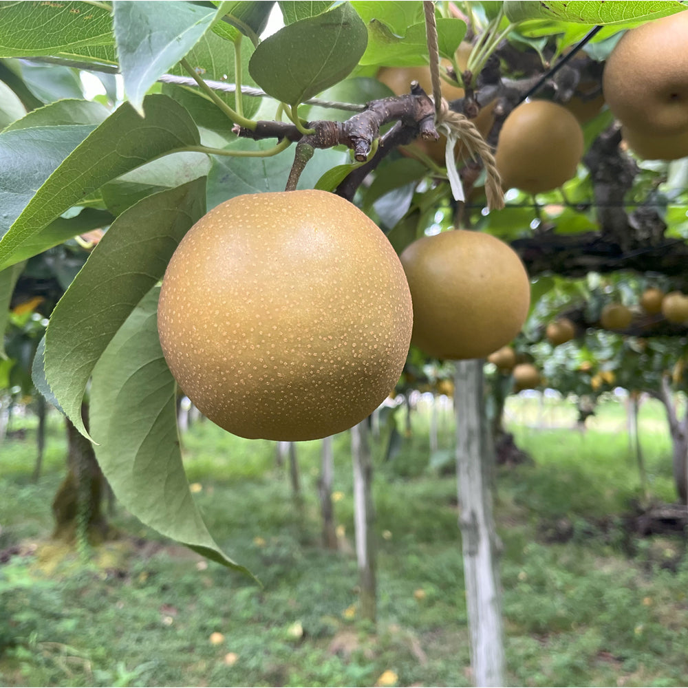 【予約期間9/7~9/30】旬のフルーツ 和梨 【約1.5kg】