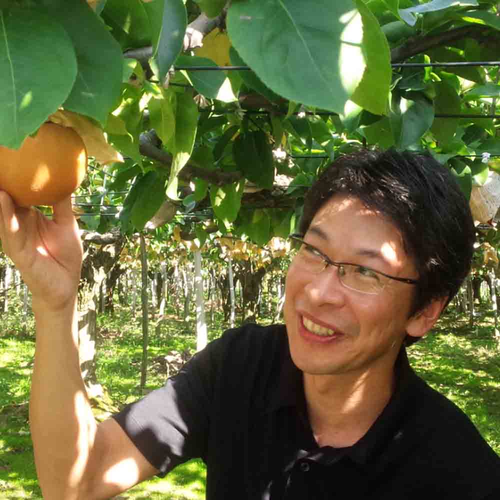 【予約期間終了、配送料込み】旬のフルーツ 新潟県 源ちゃん農園の和梨(新高または新興)