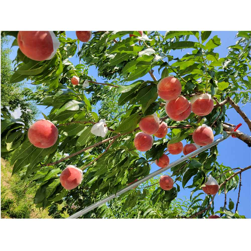 【予約期間終了、配送料込み】旬のフルーツ 山梨県産 白桃
