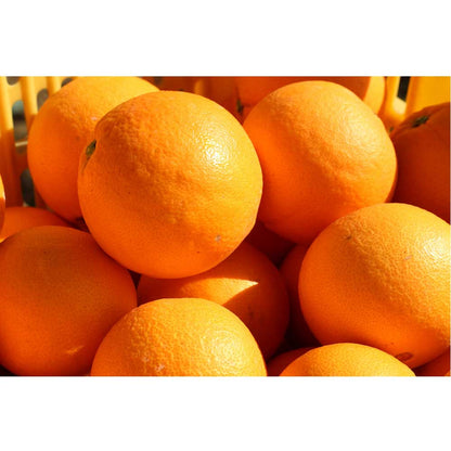 【予約期間終了、配送料込み】広島県 稲角農園のネーブルオレンジ