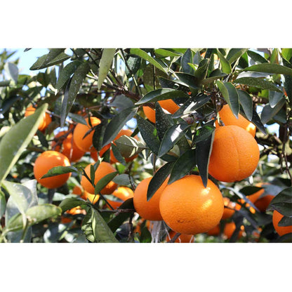 【予約期間終了、配送料込み】広島県 稲角農園のネーブルオレンジ